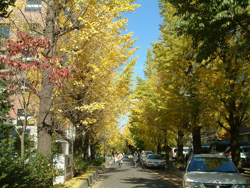 日本京东大学吉田校区